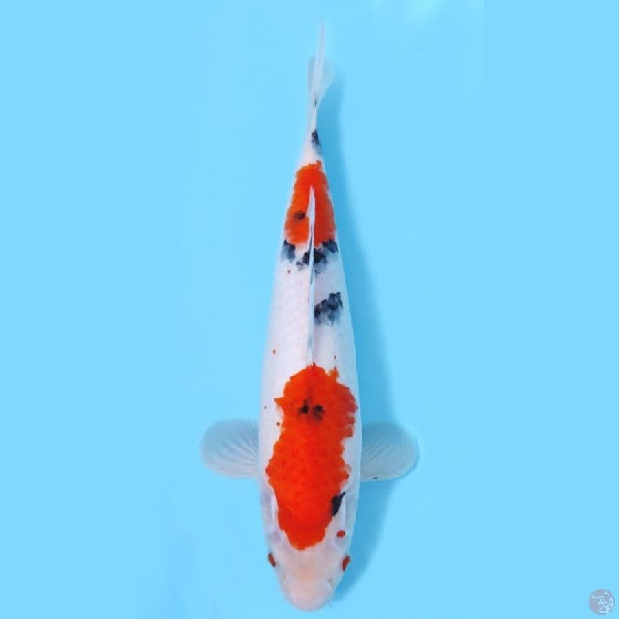 SANKE HQ ~33CM-FEEMALE~