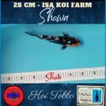 Showa Import + Sertifikat