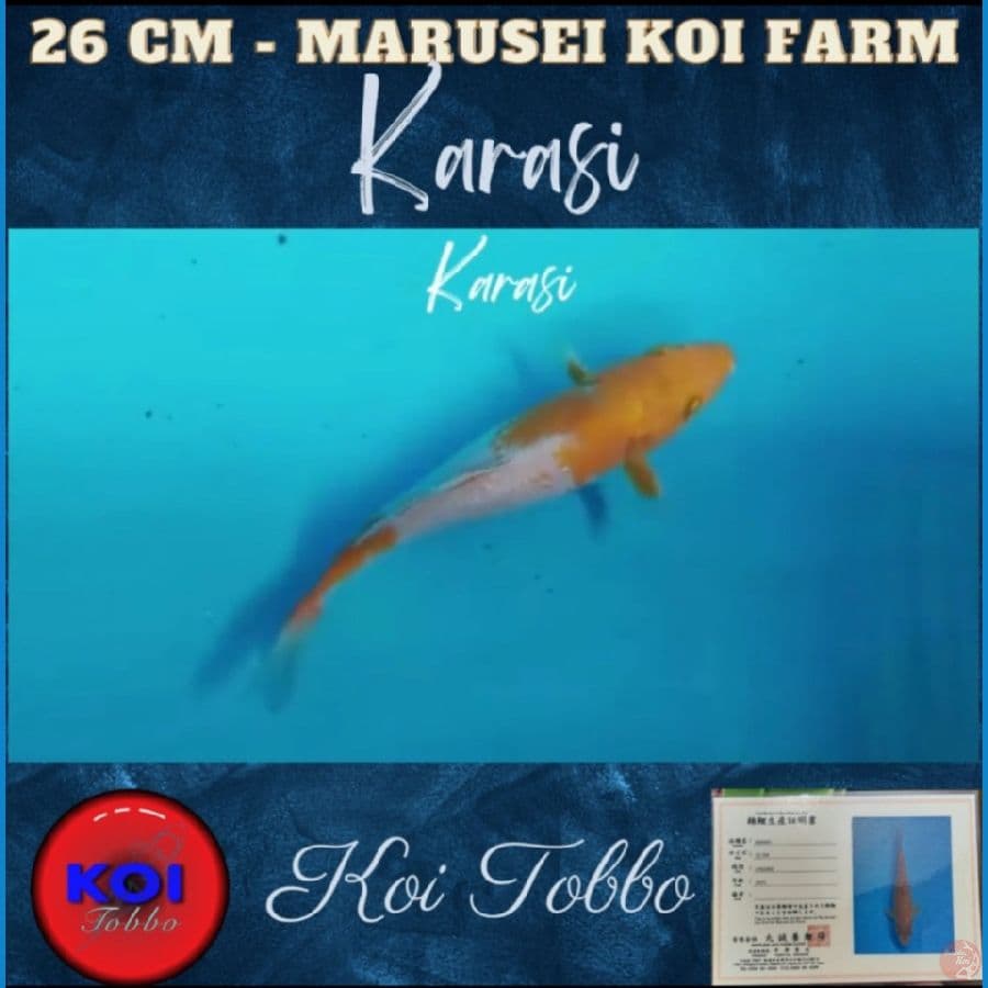 Karasi Import + Sertifikat