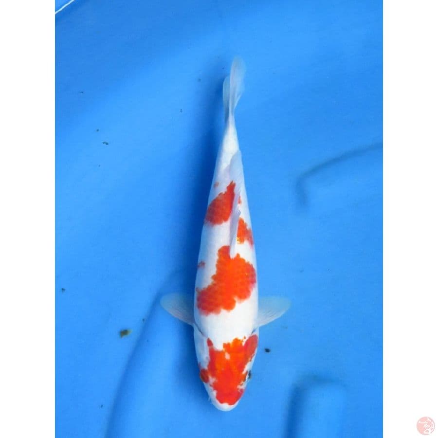 30cm , Kohaku Sandan