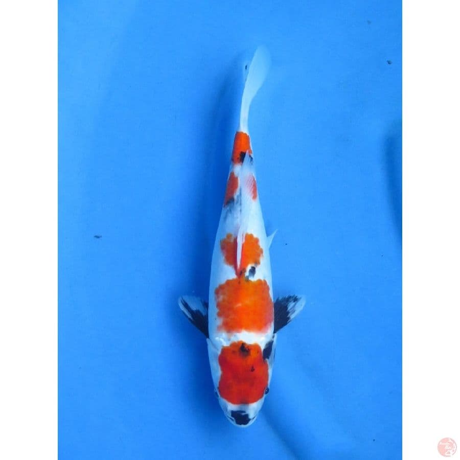 25cm , Kondai Showa 