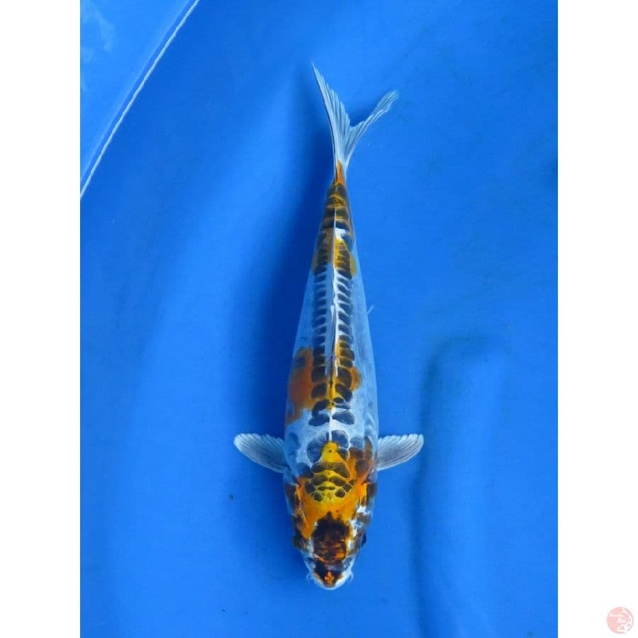 30cm , Kinkikoryu Antik