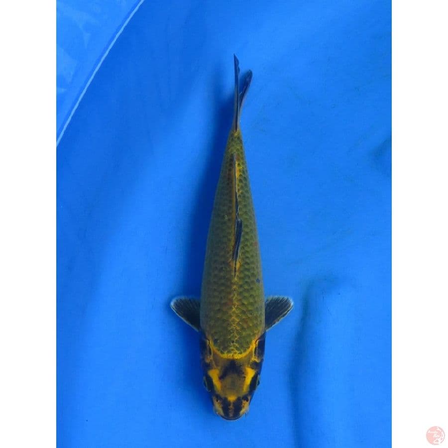 27cm , Gold Mukashi