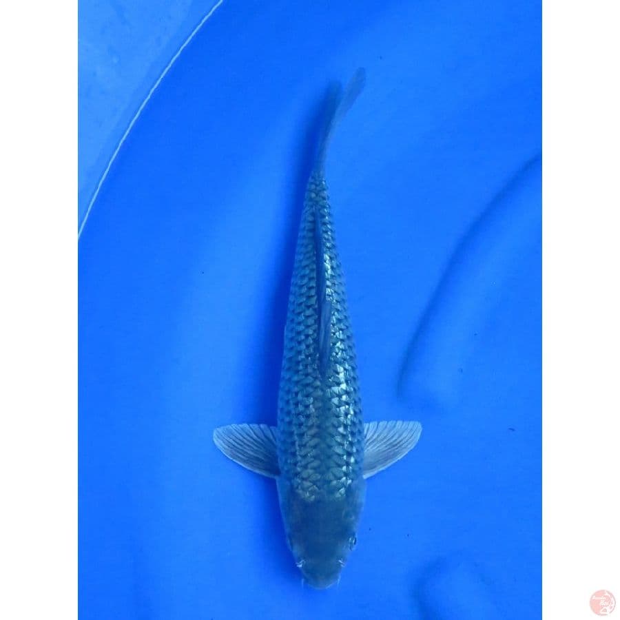 37cm , Jantan Soragoi Full Ginrin