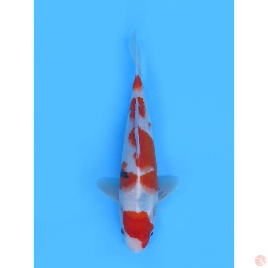 29cm , Evoluiton Sanke Sakura 