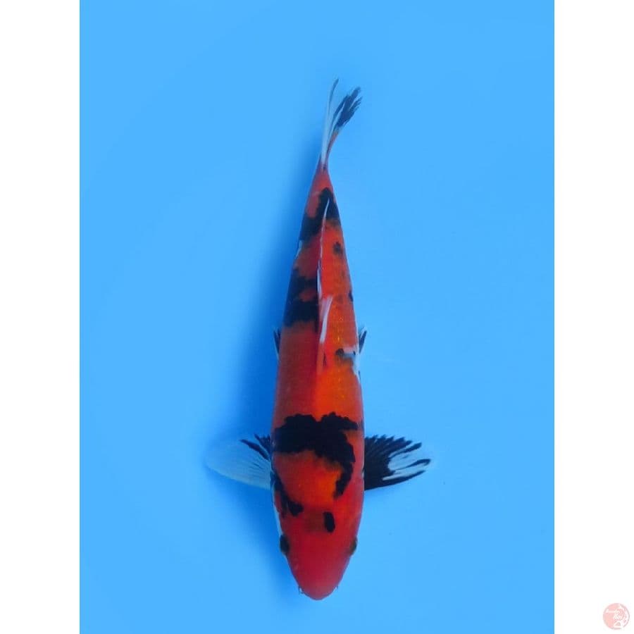 30cm , Jantan - Hi Showa F1