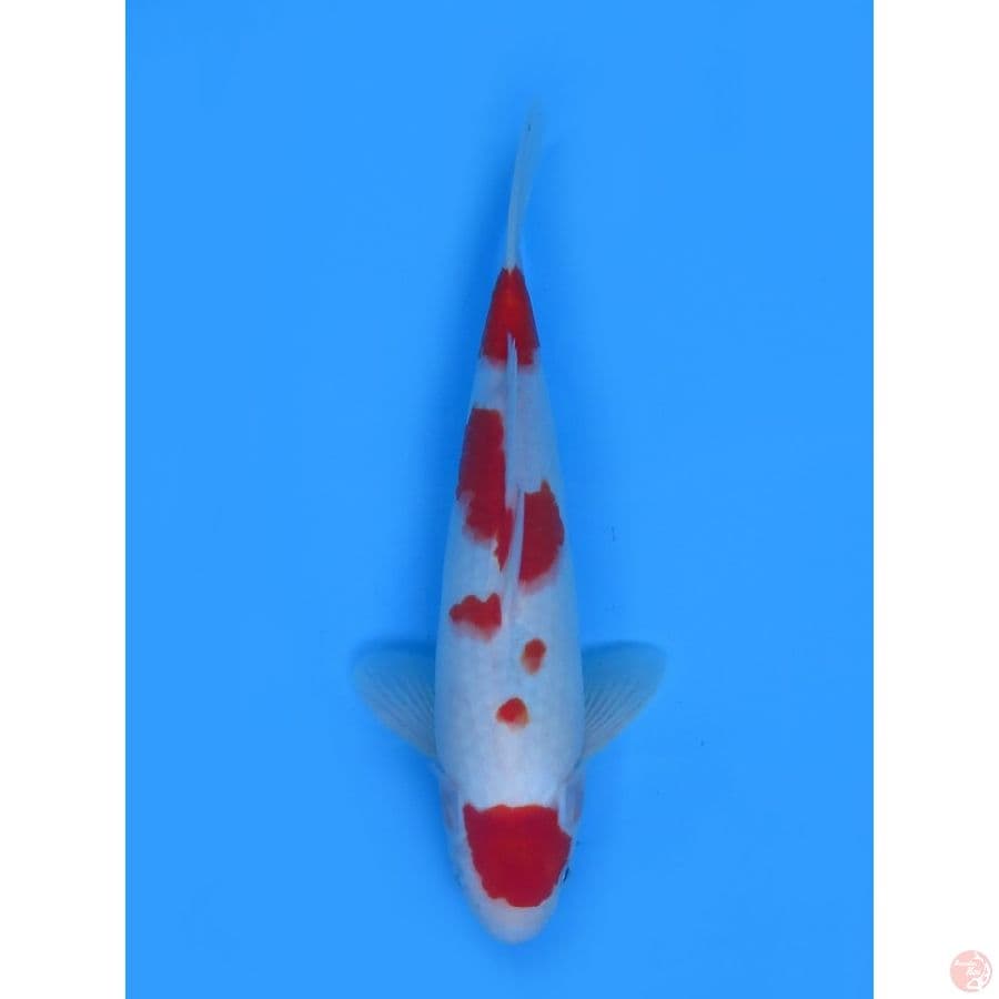 33cm , Red Maruten Kohaku Jantan 