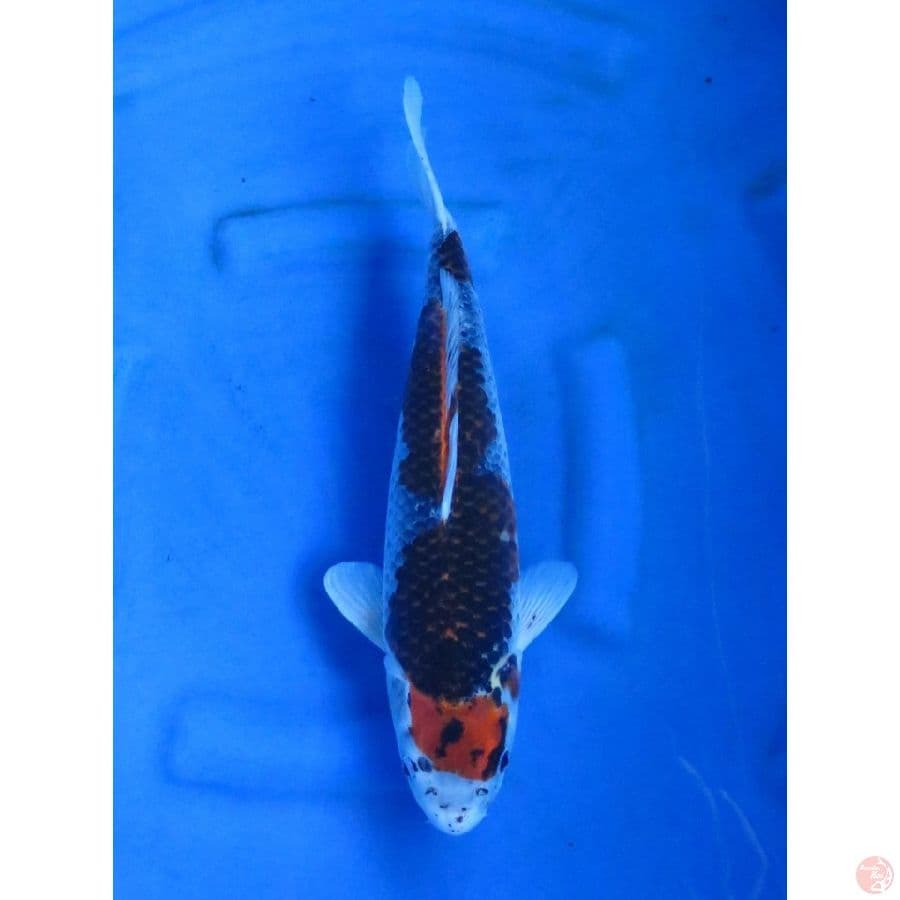 37cm , Budo Ghosiki
