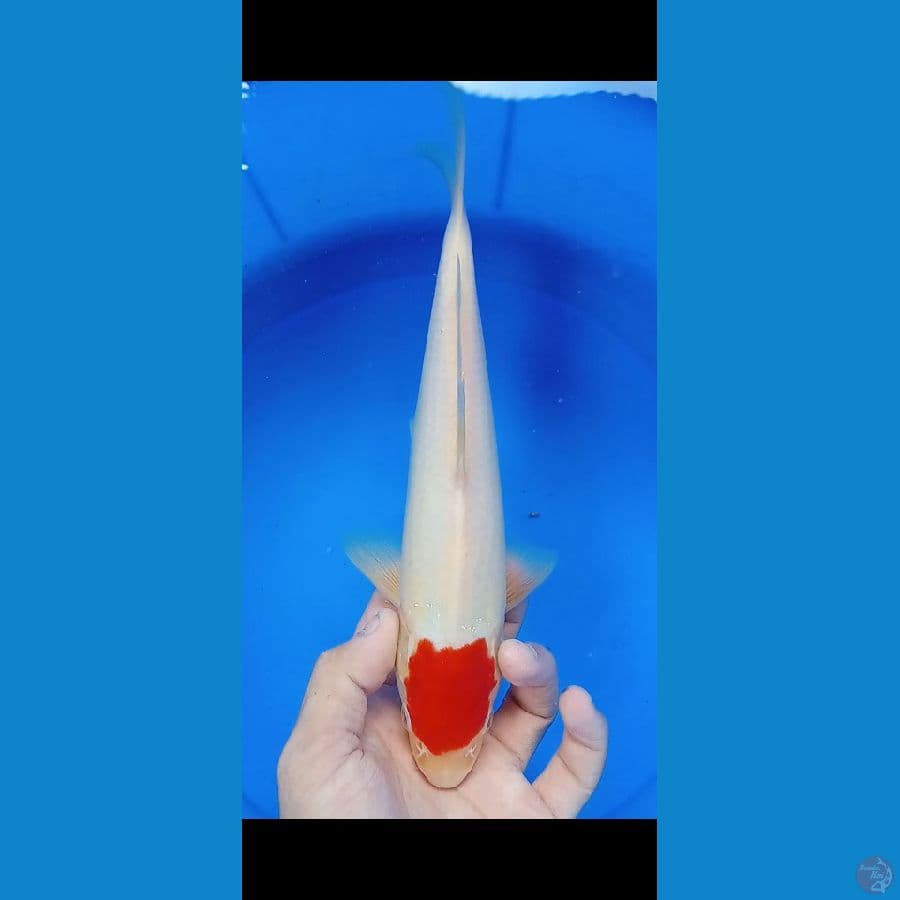 Tancho Kohaku Super Body