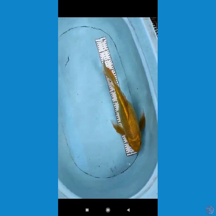 kumpay mukasi