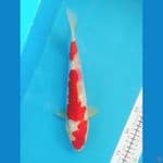 Kohaku Ginrin 27CM Male
