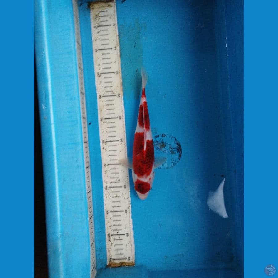 maruten goromo 26cm