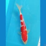 Kohaku Ginrin 25CM Male