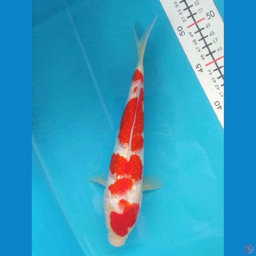 Kohaku Ginrin 26CM Female