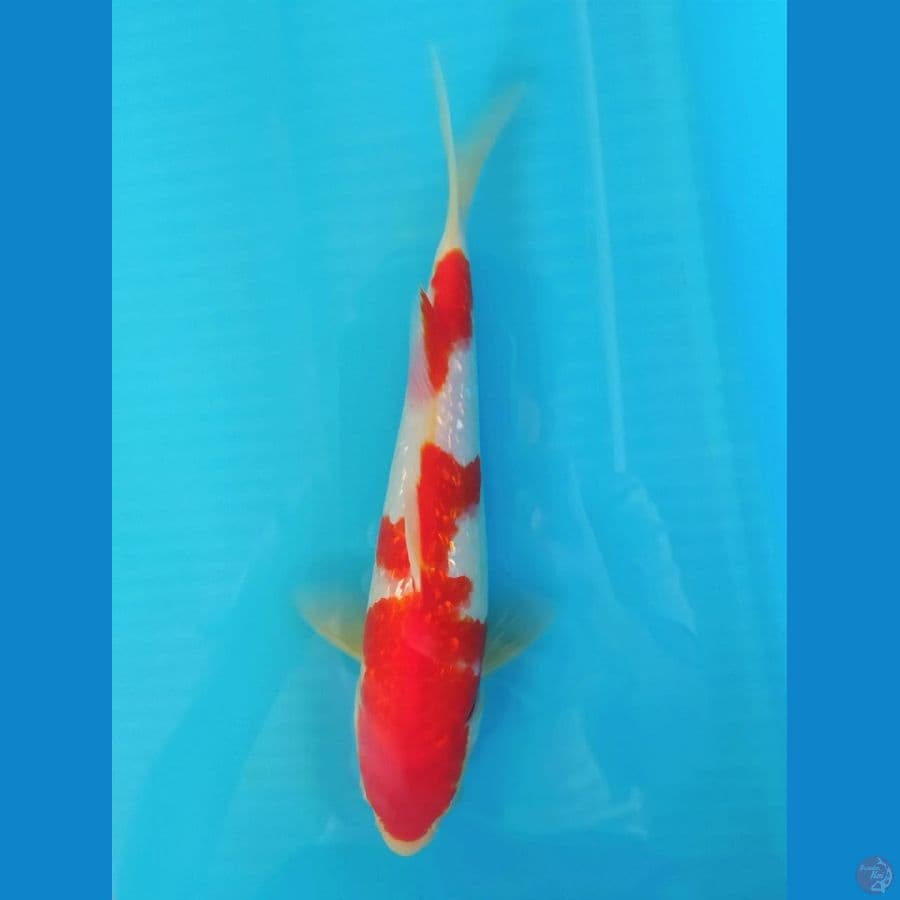 Kohaku Ginrin 23CM Male