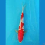 Kohaku Ginrin 23CM Male
