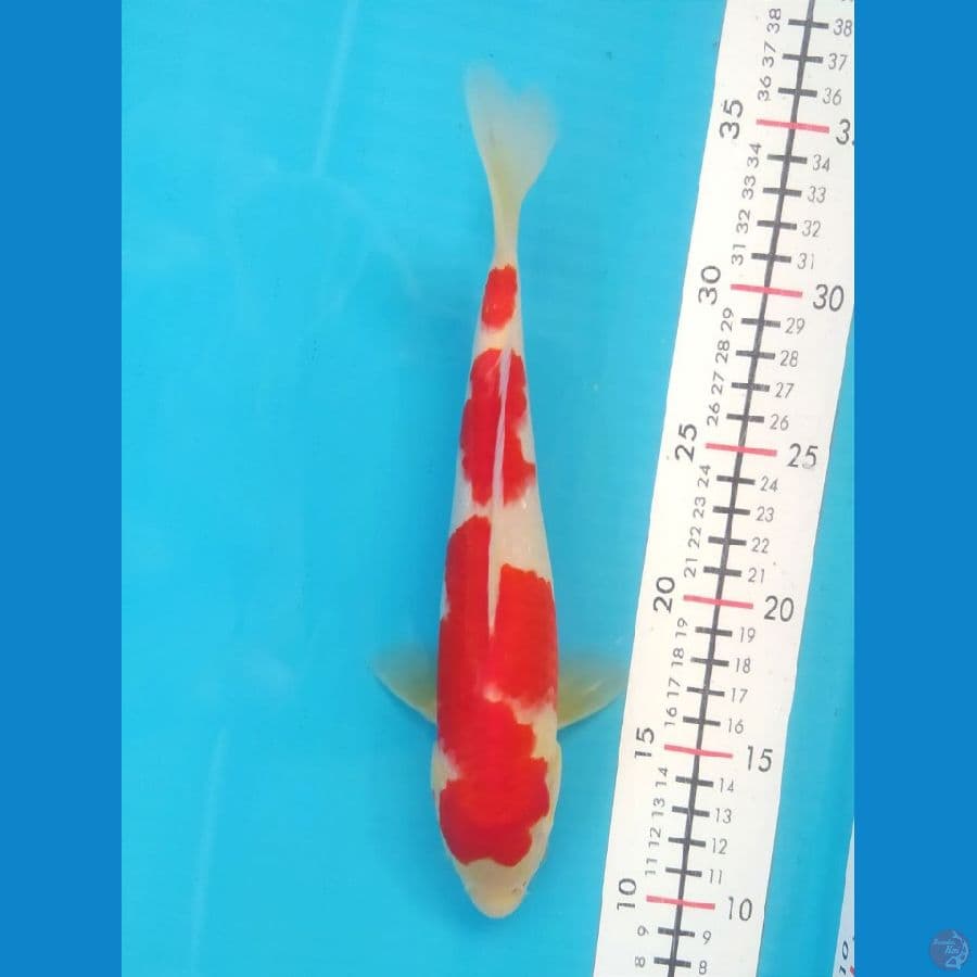 Kohaku 25CM Male