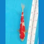 Kohaku 25CM Male
