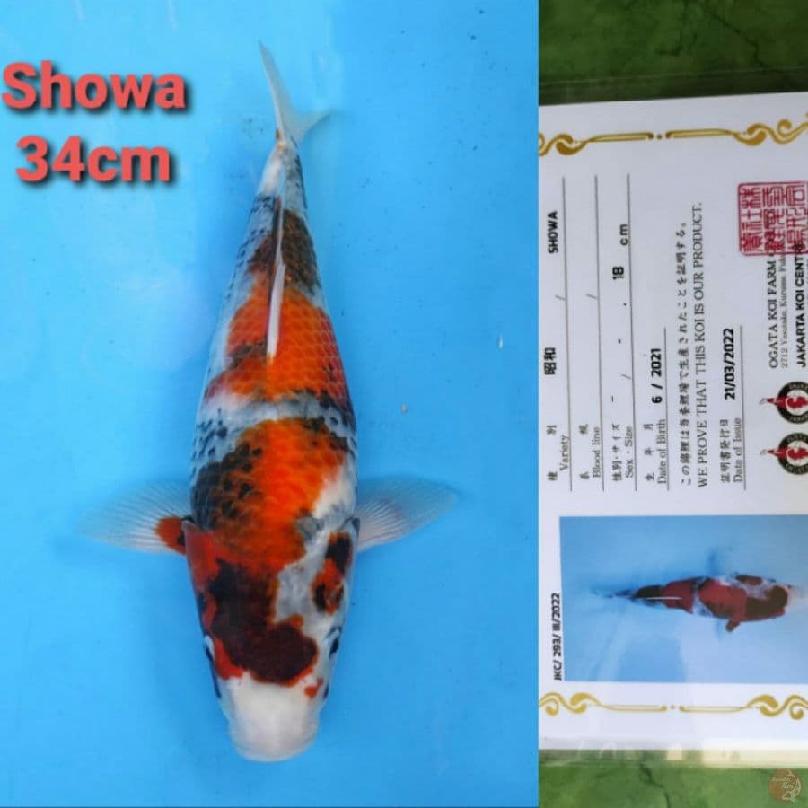 OGATA SHOWA 34CM