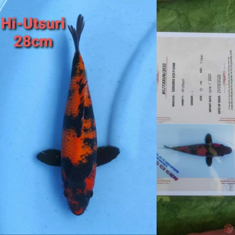 GENJIRO HIUTSURI 28CM