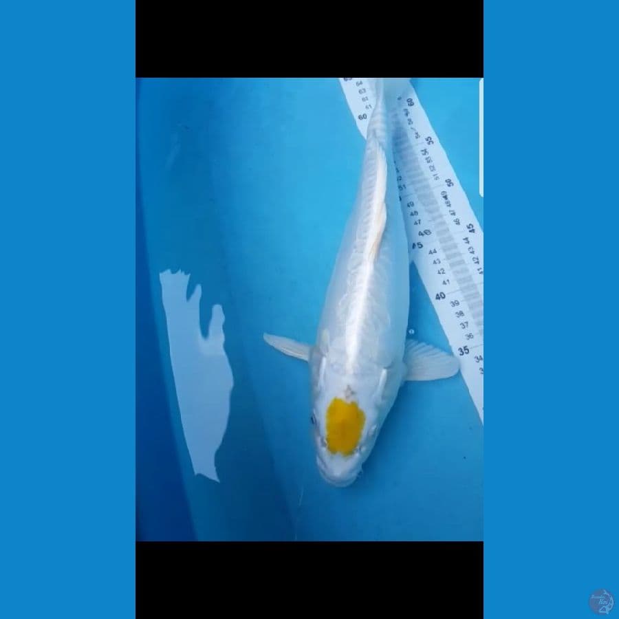 tancho hariwake doitsu..39 cm