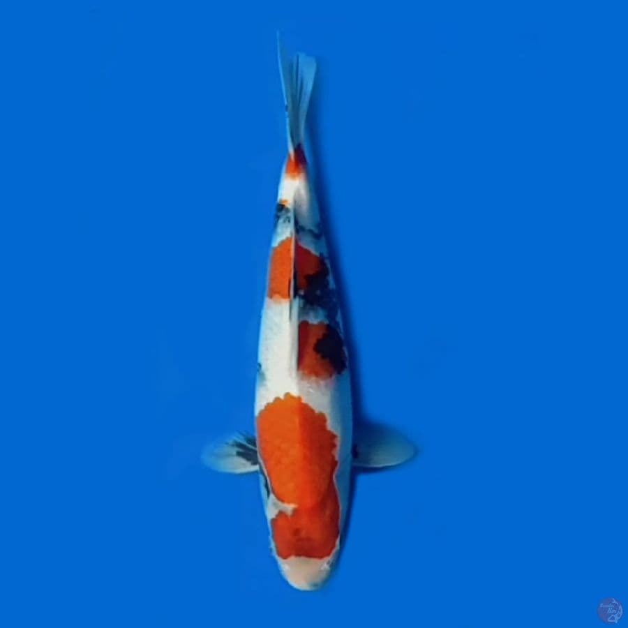 Showa female 35cm