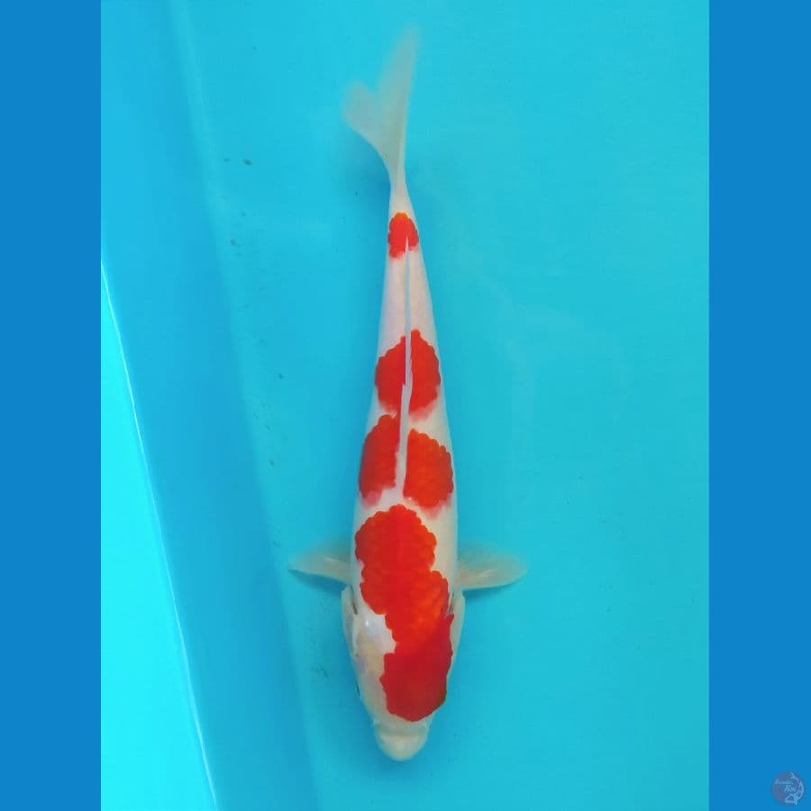 KOHAKU 25 CM MALE