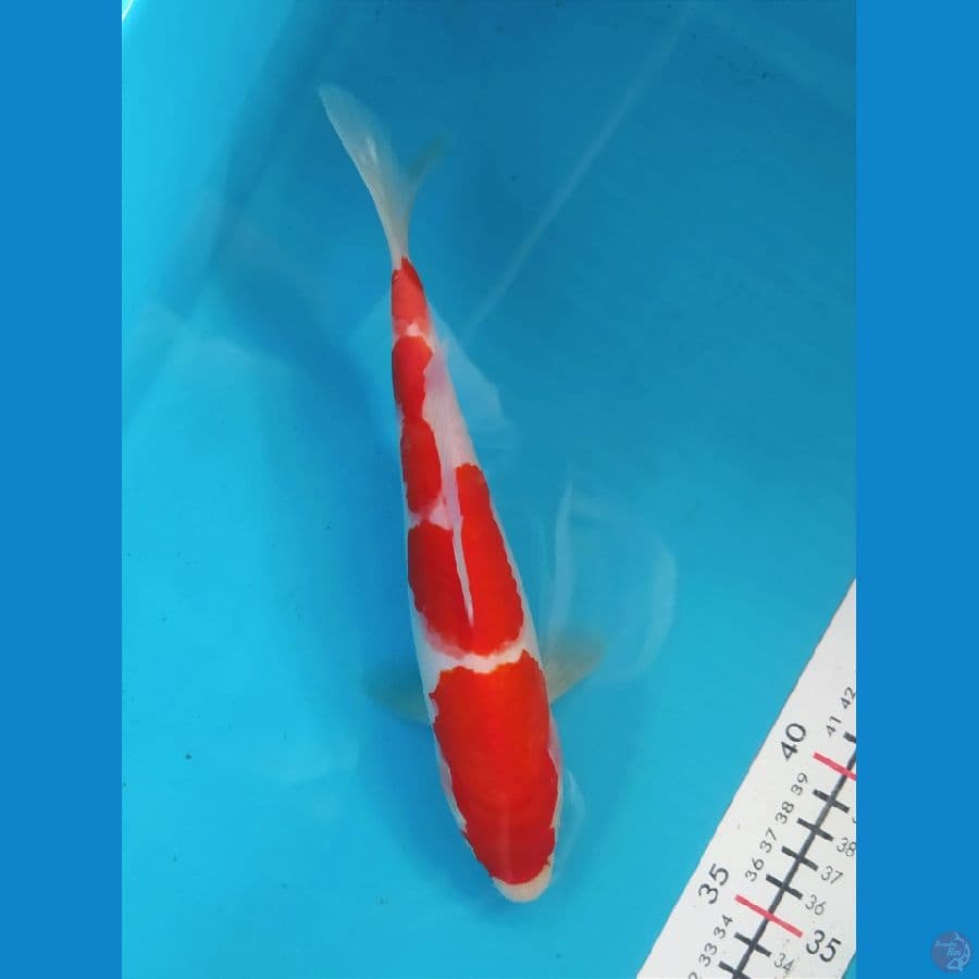 KOHAKU 24CM FEMALE