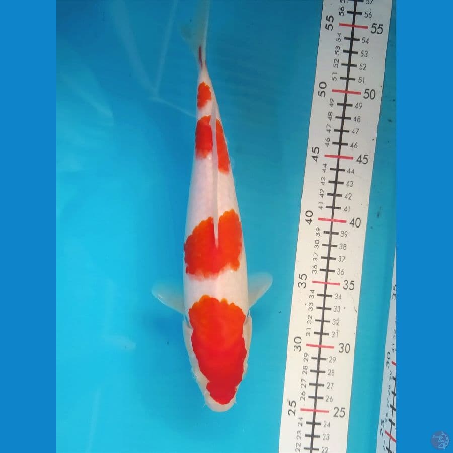 KOHAKU FEMALE 28CM 