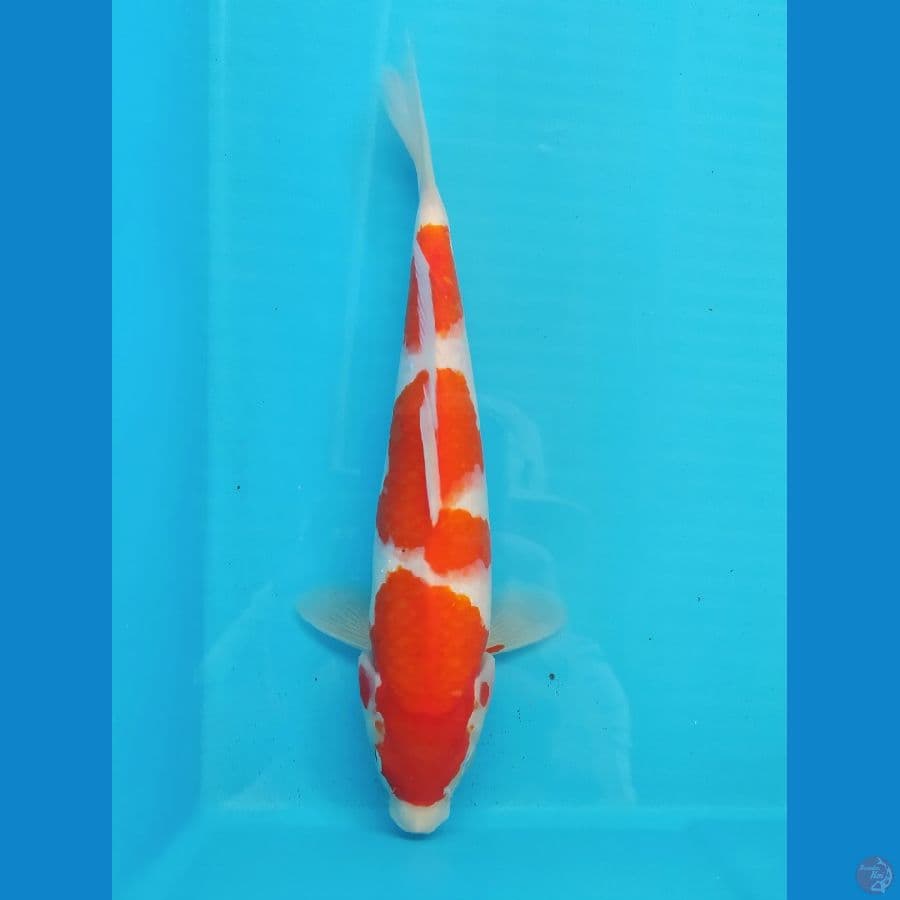 KOHAKU 27CM FEMALE 