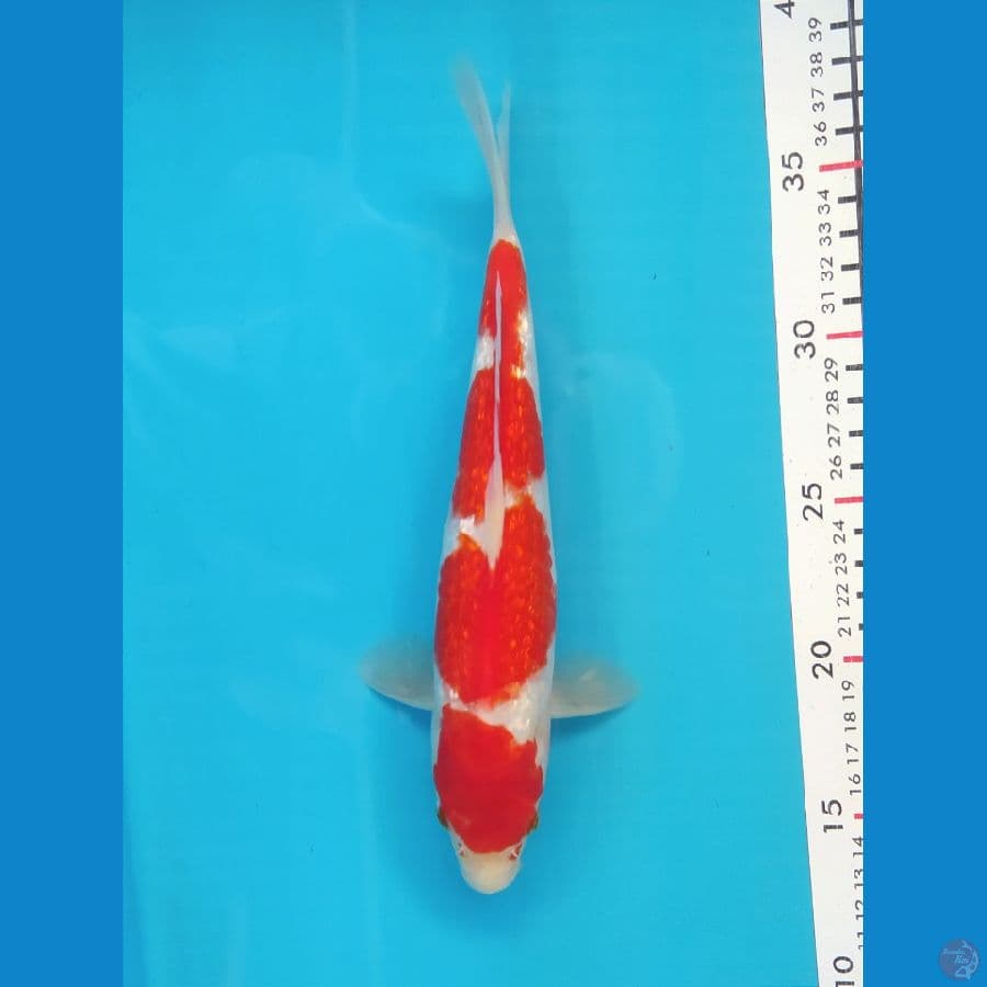 KOHAKU GINRIN 25CM MALE