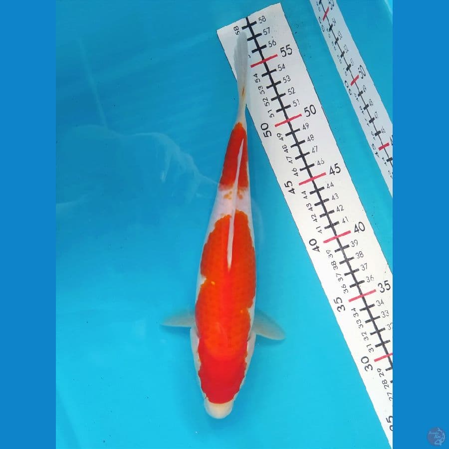 KOHAKU 27CM FEMALE