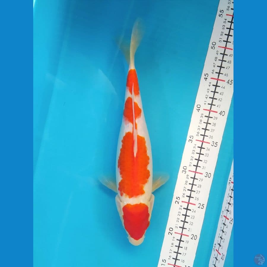 KOHAKU 31CM FEMALE