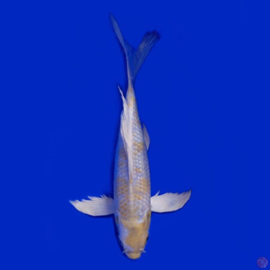 Kupay 25.Cm f