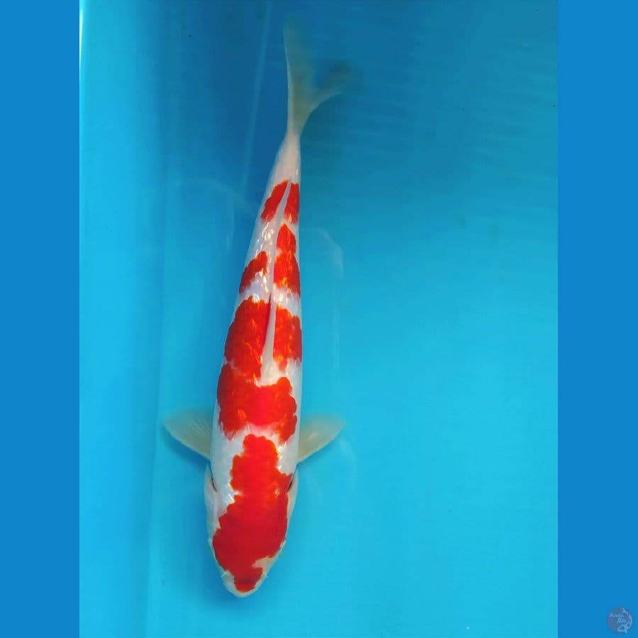 KOHAKU GINRIN 27 CM FEMALE 