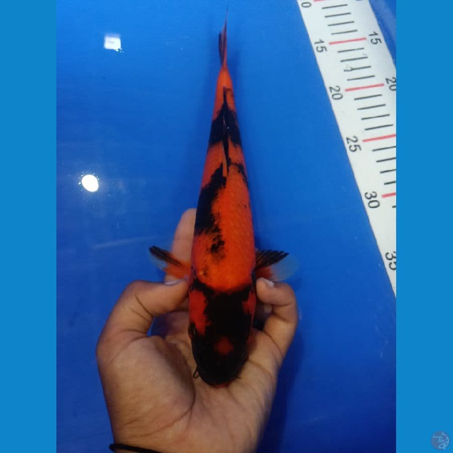 HiUtsuri 30cm ????