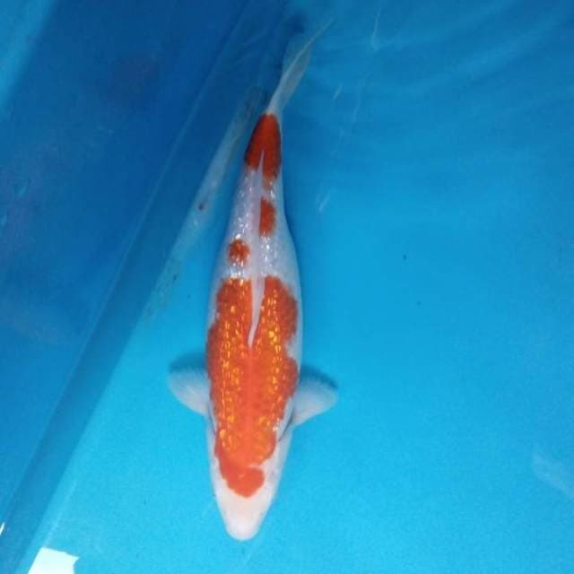 Kohaku Ginrin