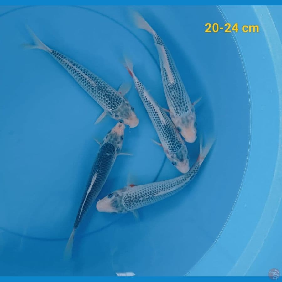 ASAGI 20/24 cm