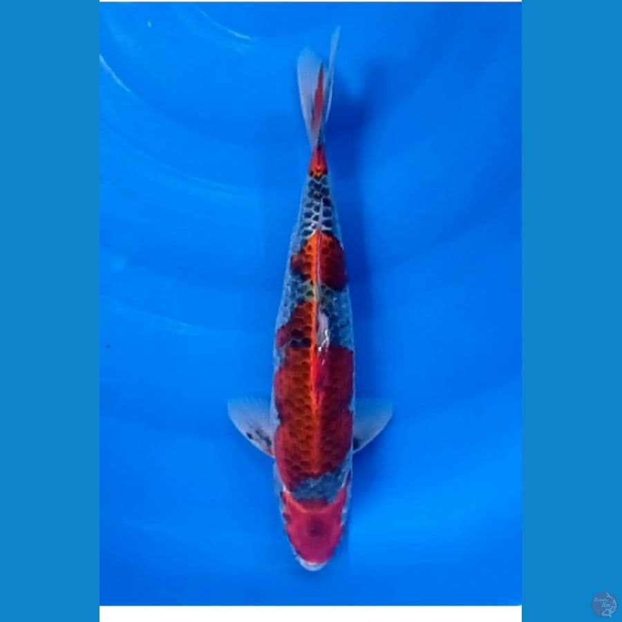 32 cm male