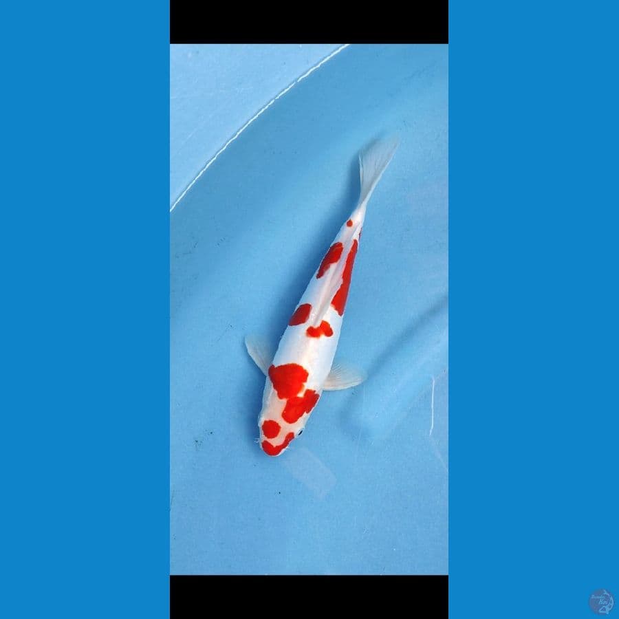 kohaku sakura doitsu_26 cm