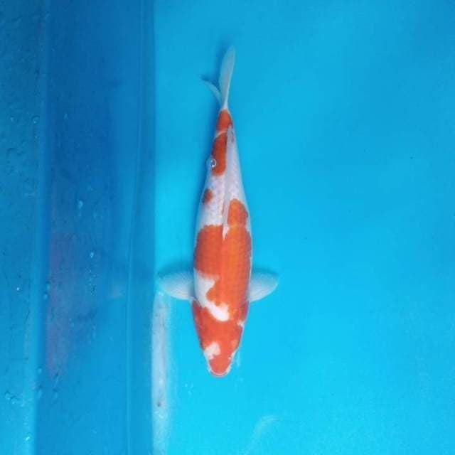 Kohaku