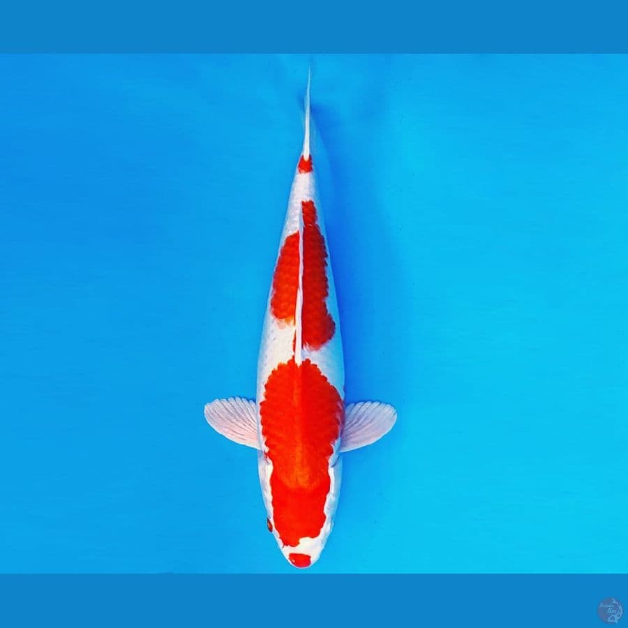 KIRIN 3 - KOHAKU HIKARI 31 cm/fm ®