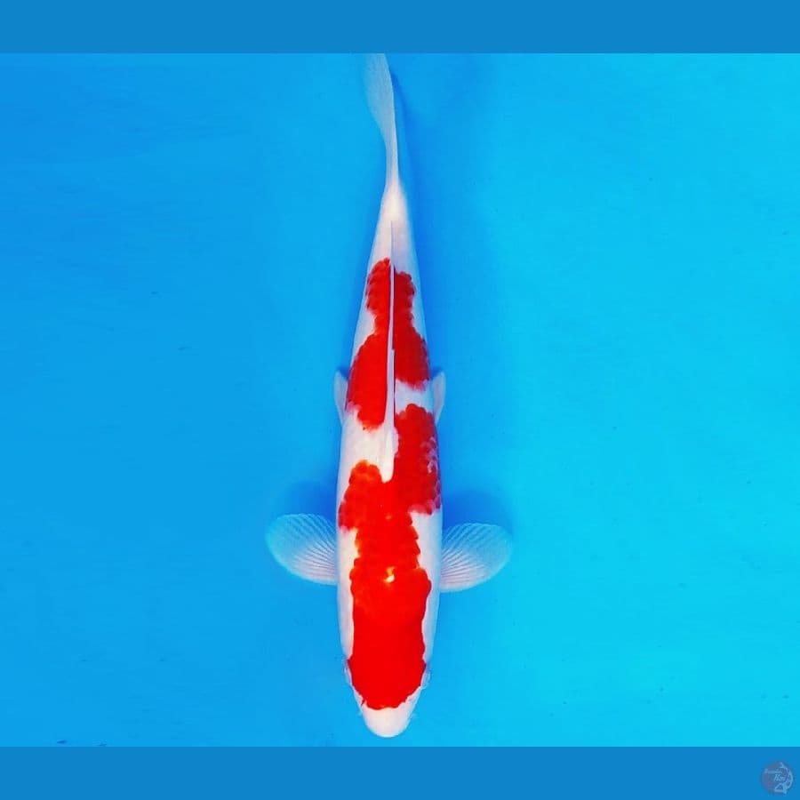KIRIN 8 - KOHAKU 33 cm/male ®
