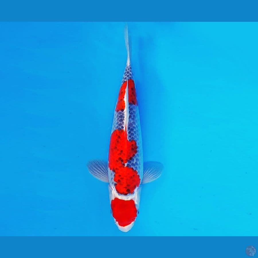 KIRIN 10 - MARUTEN GOSHIKI 33 cm/fm ®
