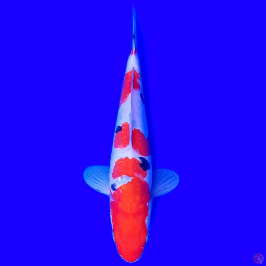 SANKE DOITT HQ 30CM~female