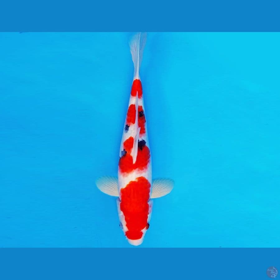 KIRIN 12 - SANKE 30 cm/male ®