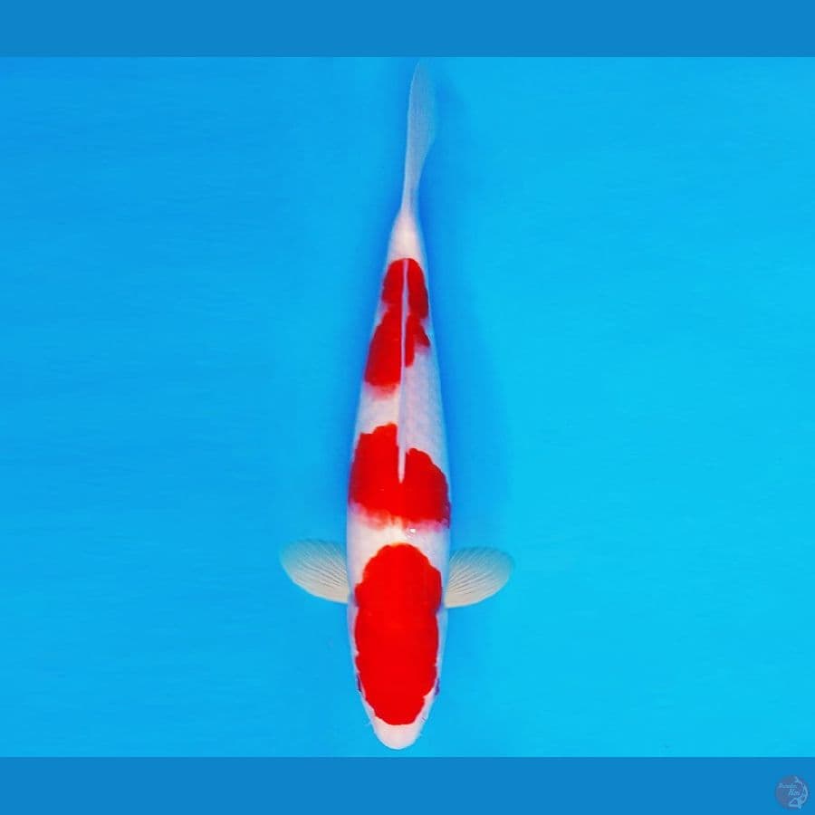 KIRIN 14 - KOHAKU 27 cm/male ®