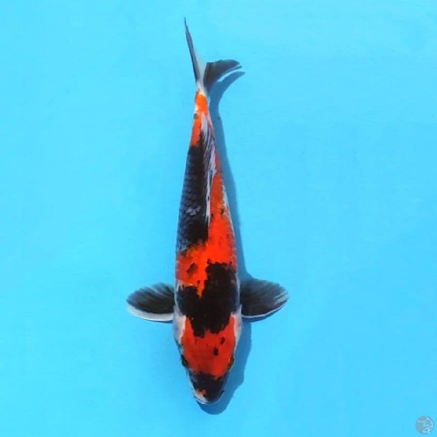 2. SHOWA SANSHOKU 27CM MALE