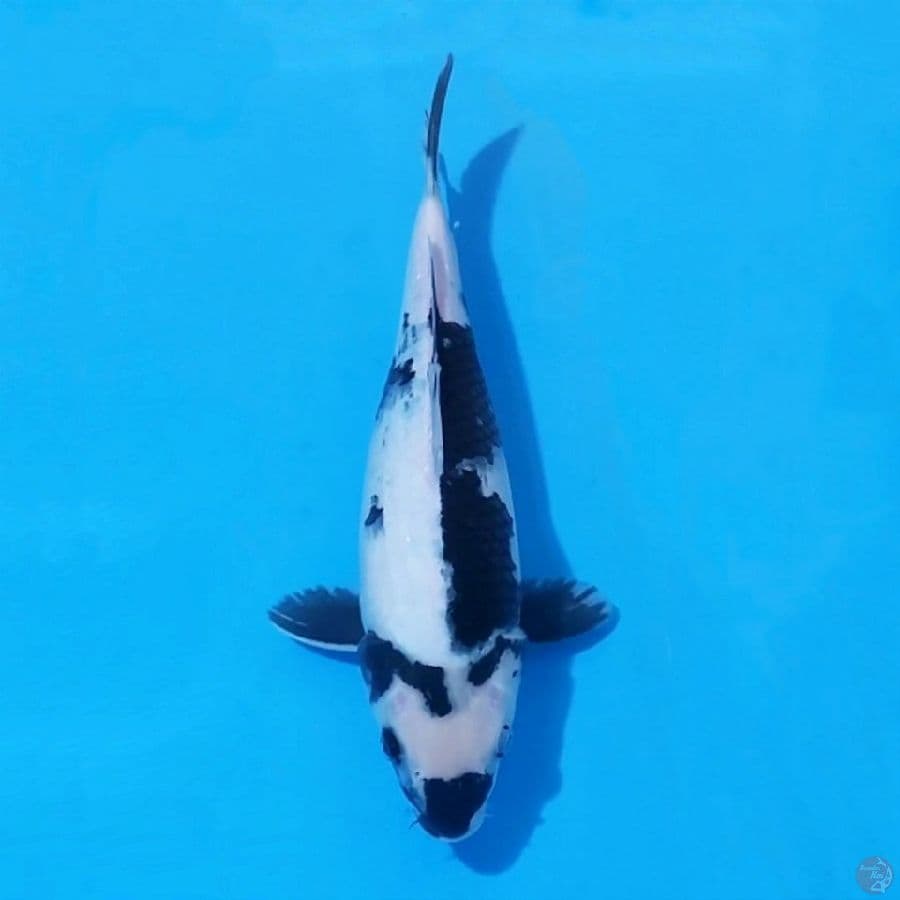 3. SHIRO UTSURI 32 CM FEMALE