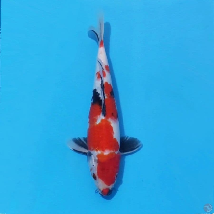 7. SHOWA 29 CM MALE